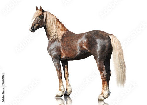 The red Orlov trotter breed horse standing isolated on white background. side view