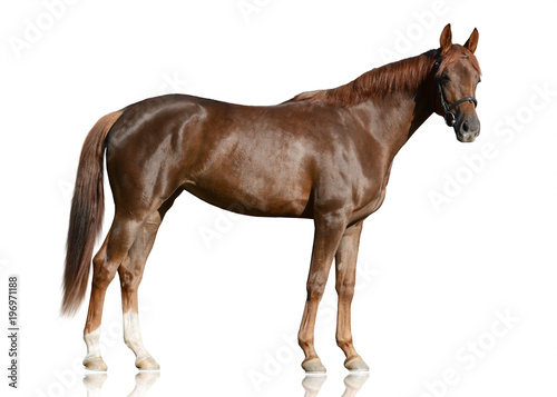 The red Arabian horse standing isolated on white background. side view
