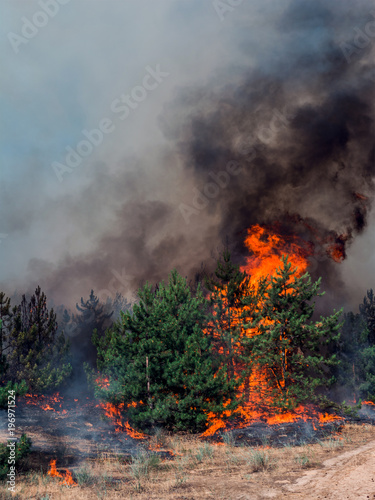 Forest fire. Burned trees after forest fires and lots of smoke © yelantsevv