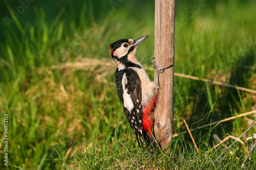 Great spotted woodpecker (Dendrocopos major) at wooden pole close to grass ground.