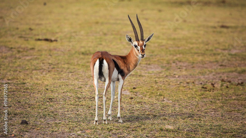 Canvastavla Thomson's gazelle (Eudorcas thomsonii) looking back