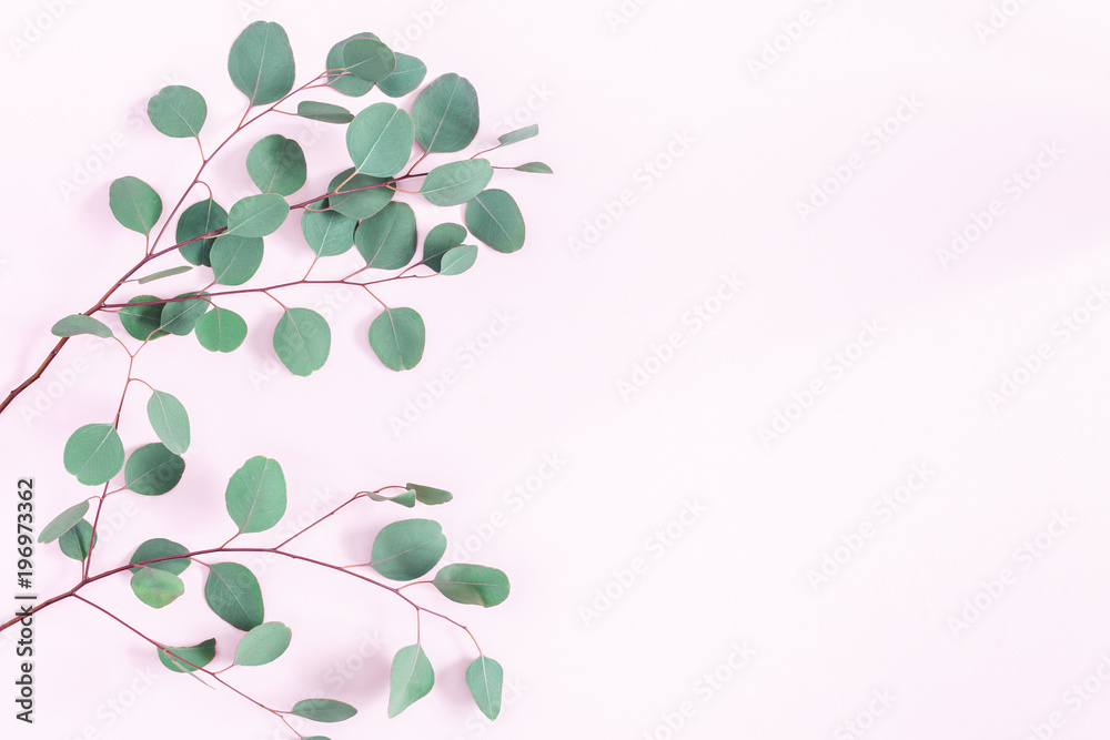 Obraz premium Eucalyptus leaves on pink background. Frame made of eucalyptus branches. Flat lay, top view, copy space