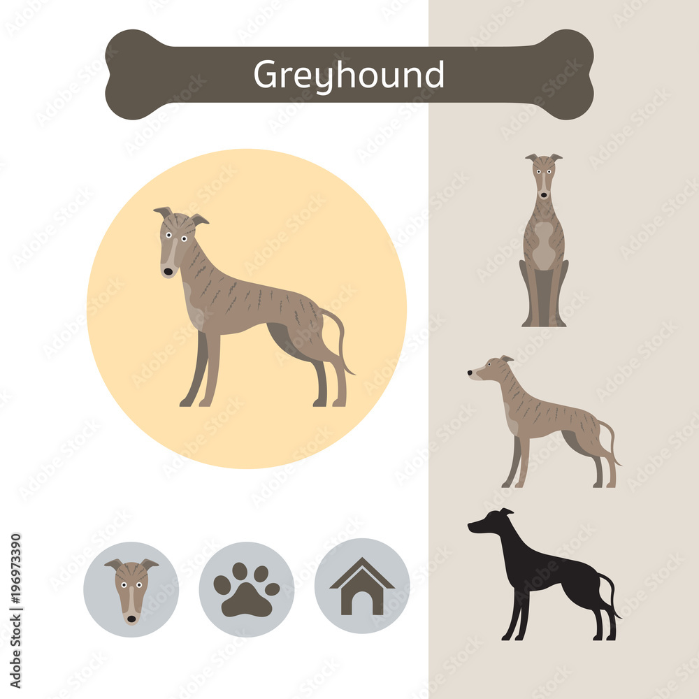 Obraz premium Greyhound Dog Breed Infographic, Front and Side View, Icon