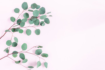 Eucalyptus leaves on pink background. Frame made of eucalyptus branches. Flat lay, top view, copy space