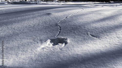 Successful hunting for snow-covered field