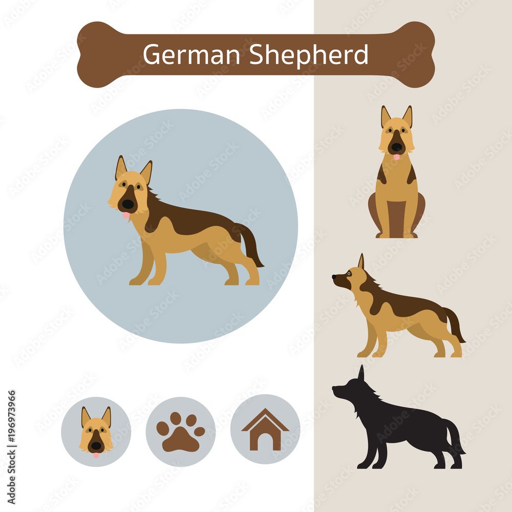 German Shepherd Dog Breed Infographic,  Front and Side View, Icon