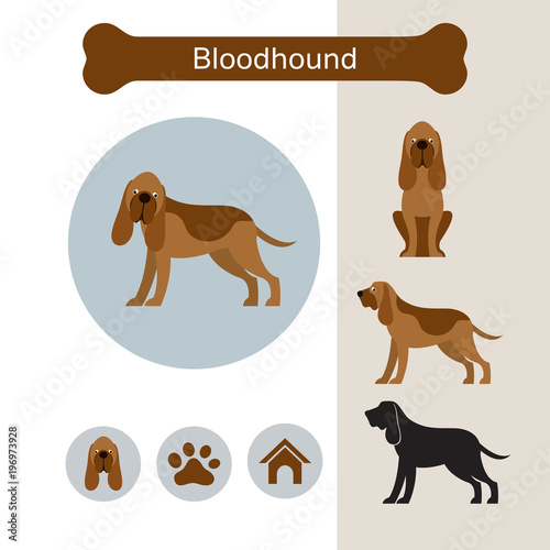 Bloodhound Dog Breed Infographic,  Front and Side View, Icon