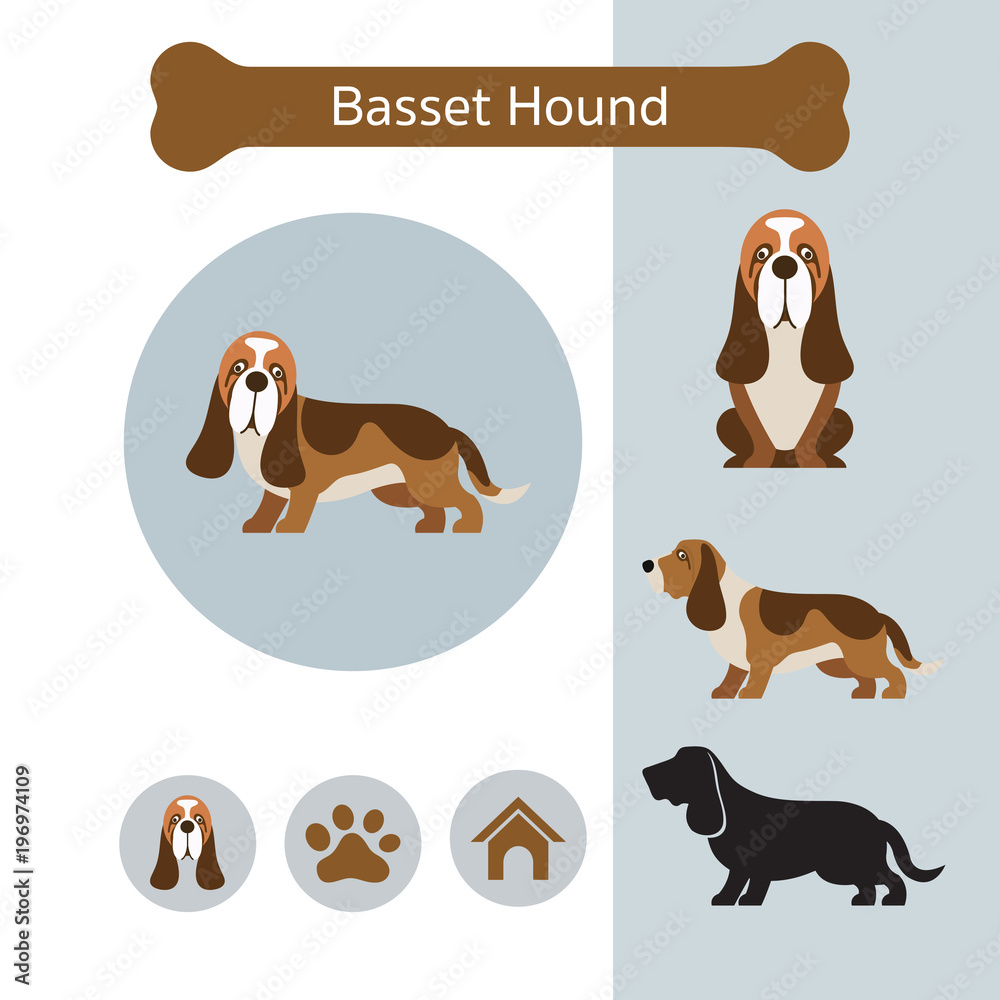 Basset Hound Dog Breed Infographic,  Front and Side View, Icon