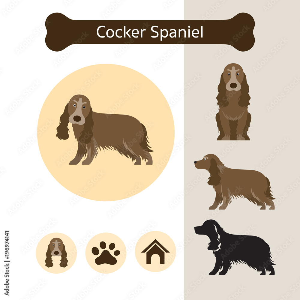 Cocker Spaniel Dog Breed Infographic,  Front and Side View, Icon