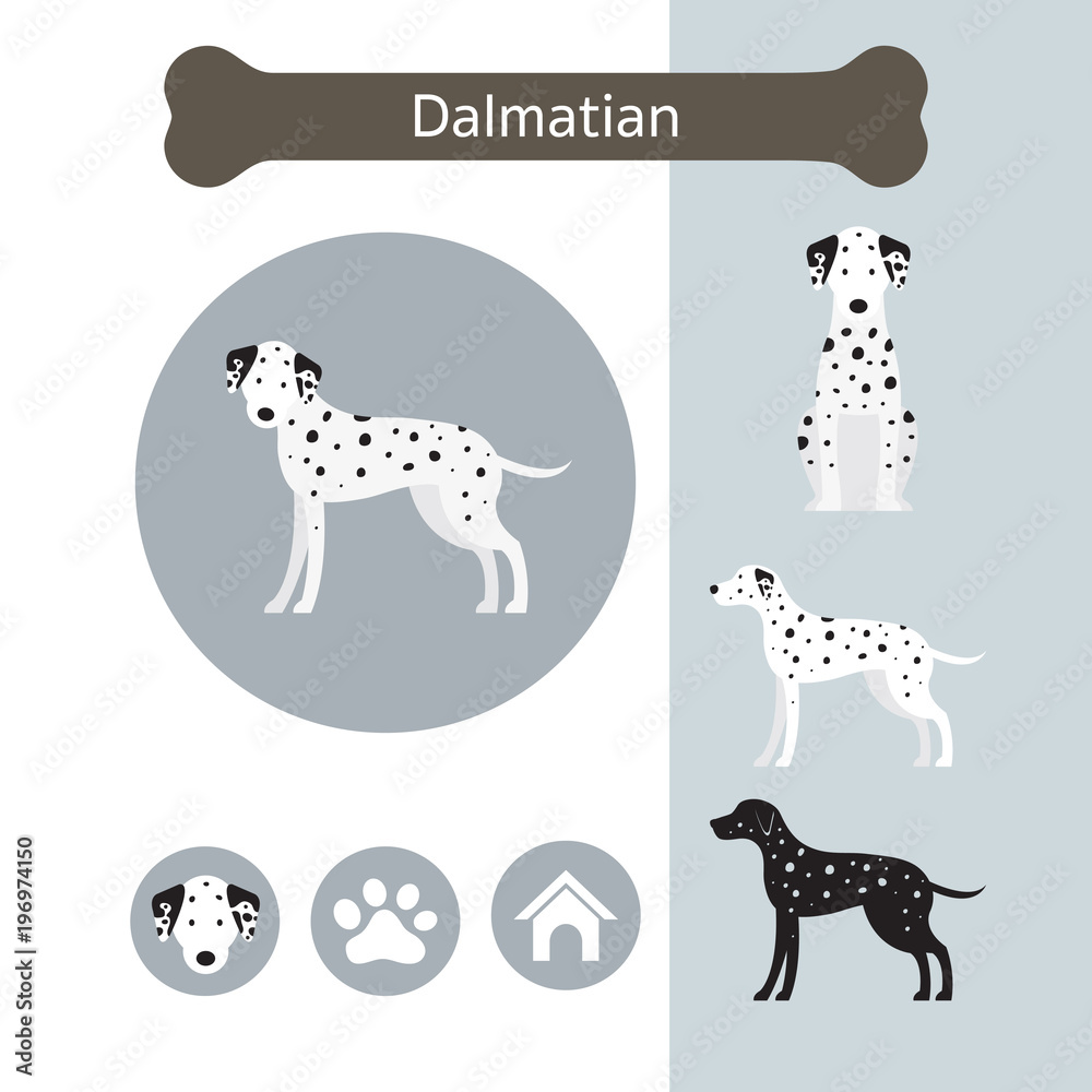 Dalmatian Dog Breed Infographic,  Front and Side View, Icon