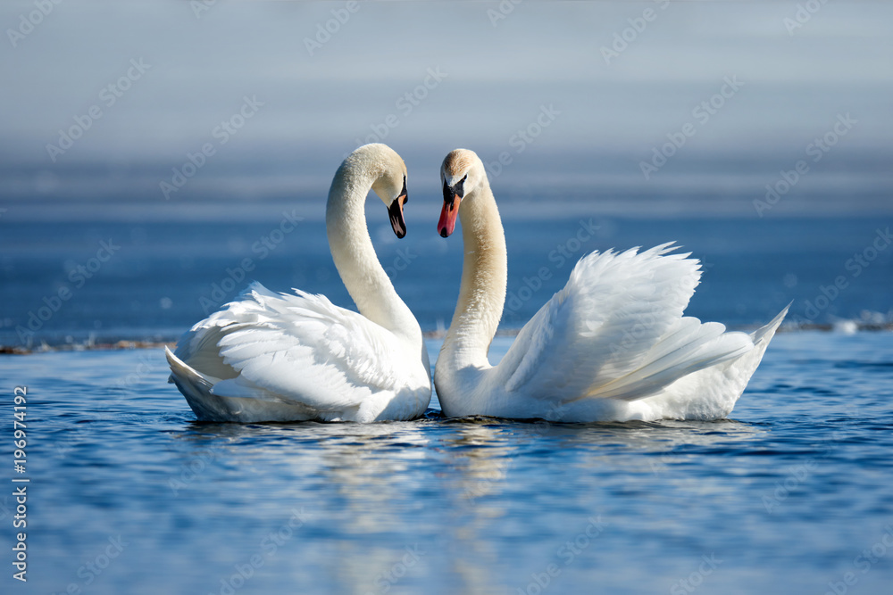 Fototapeta premium Romantyczne dwa łabędzie, symbol miłości