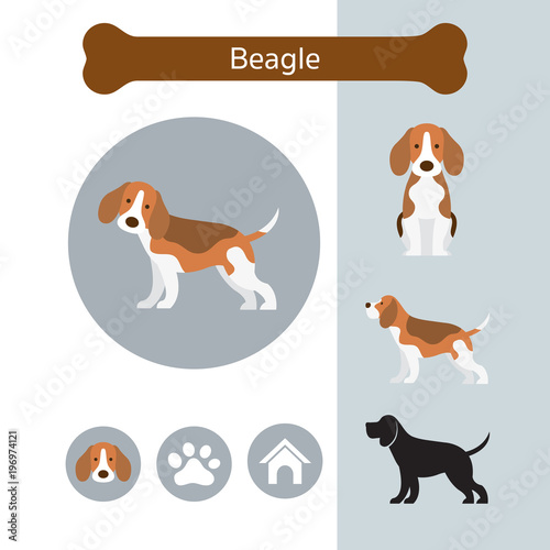 Beagle Dog Breed Infographic,  Front and Side View, Icon