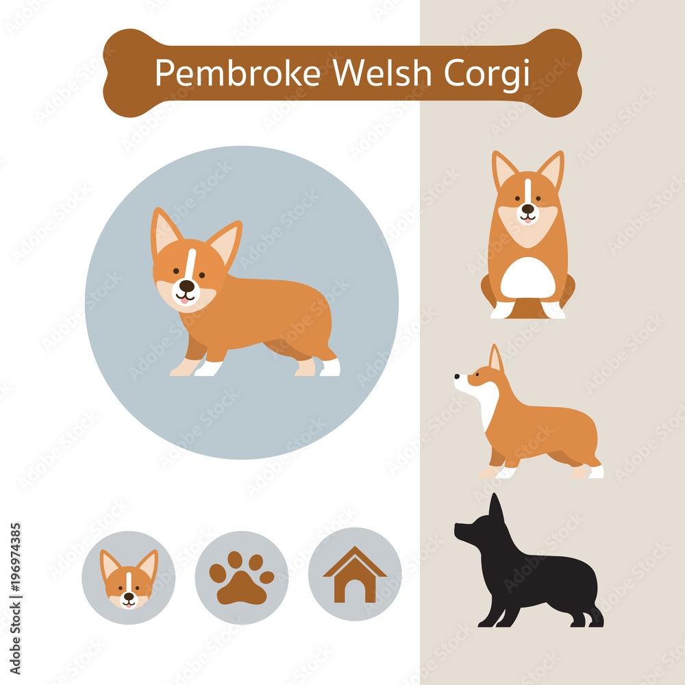 Pembroke Welsh Corgi Dog Breed Infographic,  Front and Side View, Icon