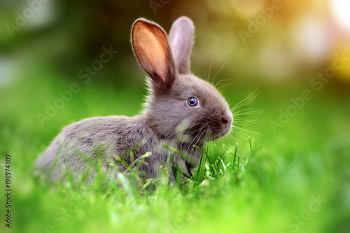 Print op canvas Rabbit in the grass