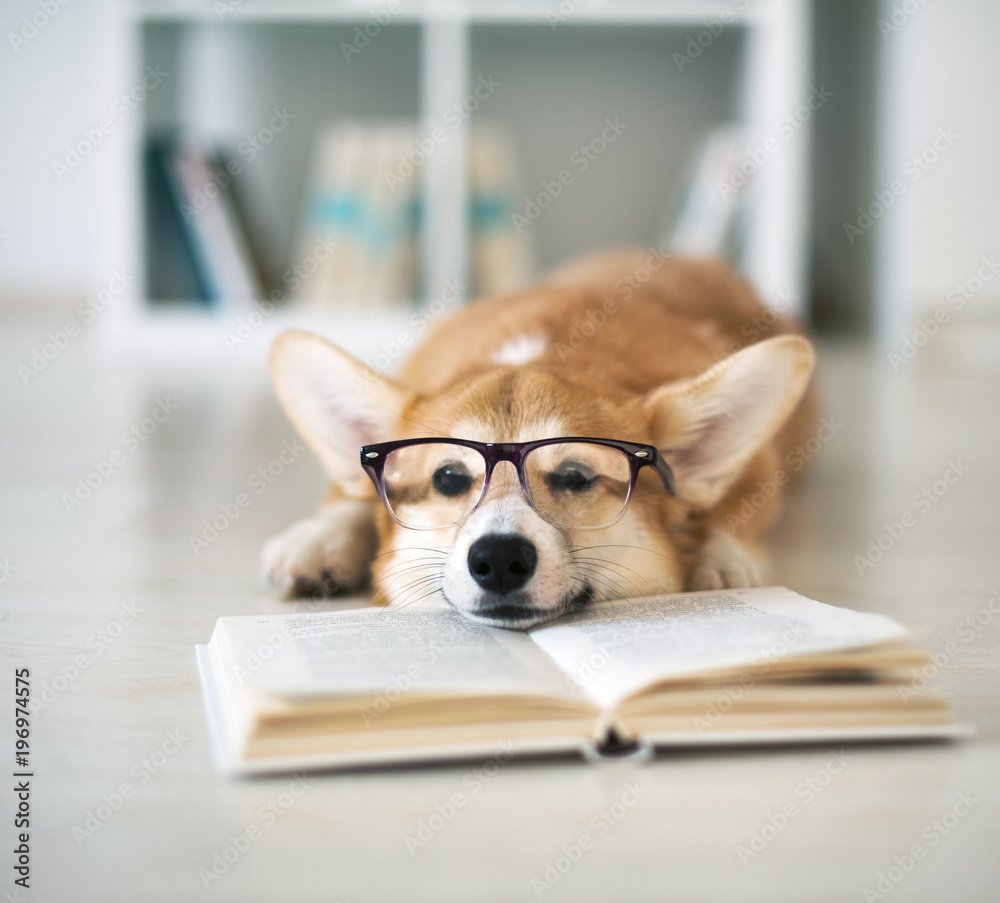 Dog reading book Stock 写真 Adobe Stock