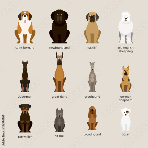 Dog Breeds Set, Giant and Large Size, Front View, Vector Illustration