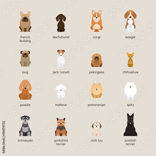 Dog Breeds Set, Small and Medium Size, Front View, Vector Illustration