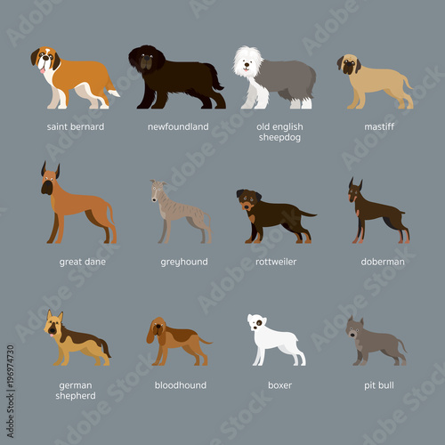Dog Breeds Set  Giant and Large Size  Side View  Facing Front  Vector Illustration