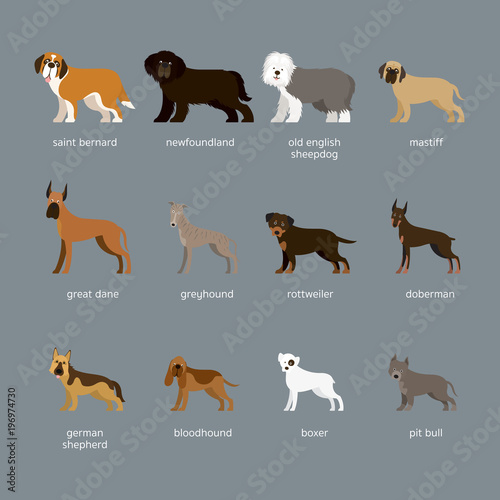 Dog Breeds Set, Giant and Large Size, Side View, Facing Front, Vector Illustration