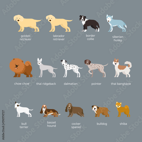 Dog Breeds Set, Large and Medium Size, Side View, Facing Front, Vector Illustration