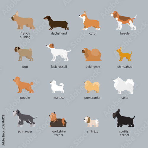 Dog Breeds Set, Small and Medium Size, Side View, Vector Illustration