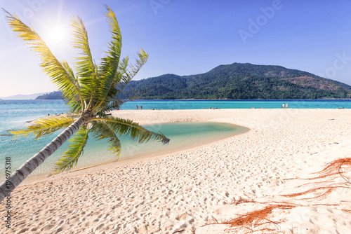 Fototapeta Naklejka Na Ścianę i Meble -  Coconut palm tree on the white sand beach in Koh Lipe,Thailand