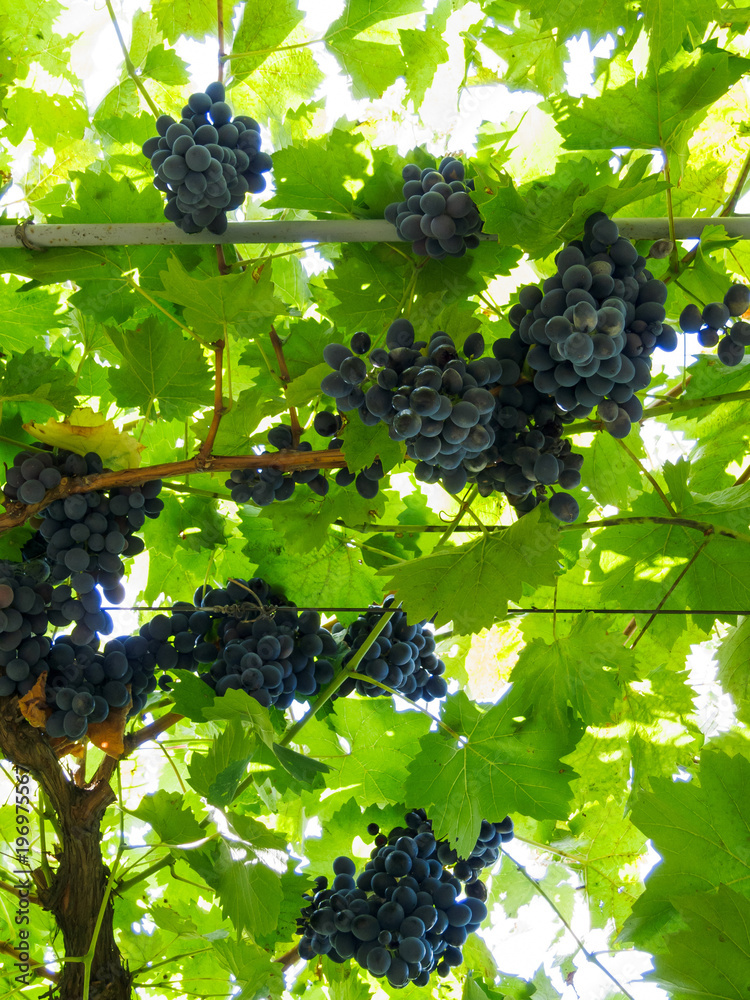 Close-up of bunches of ripe black grapes on summer vine with green leaves