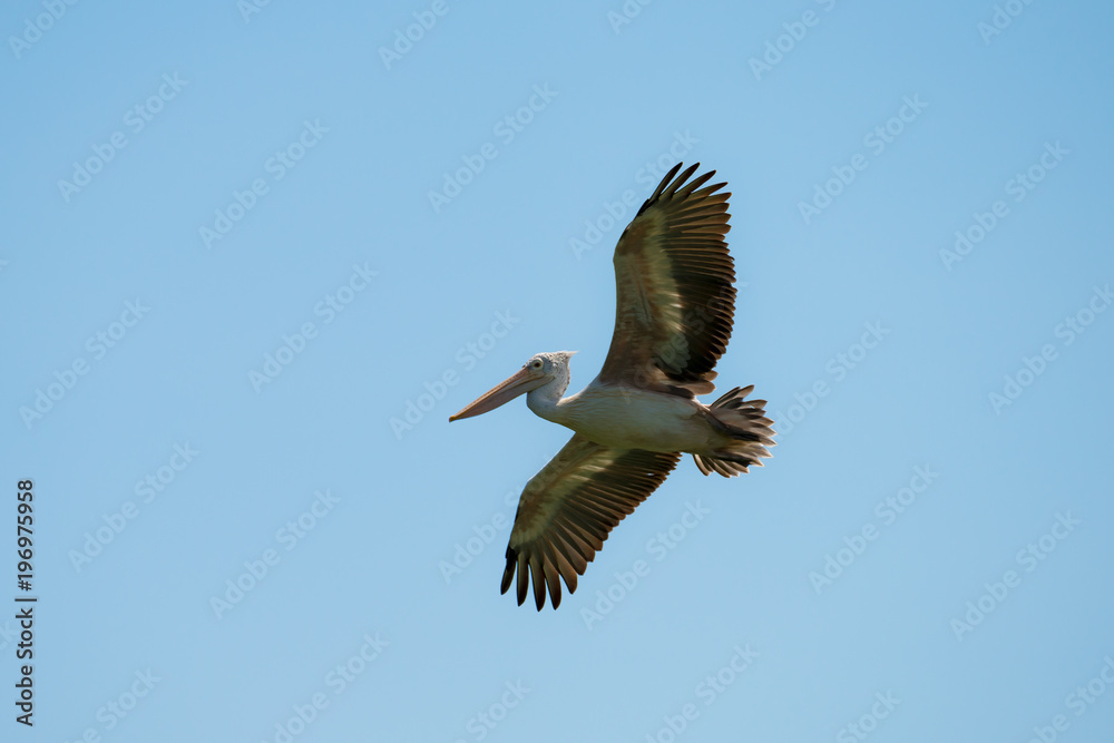 Obraz premium Flying spot billed pelican or grey pelican in Thailand