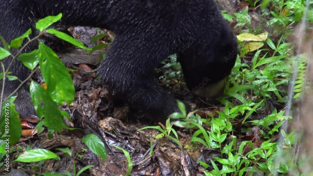 Sun Bear (Helarctos malayanus) Looking for Food Sun Bear (Helarctos malayanus) Looking for Food