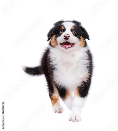 Beautiful Australian Shepherd purebred puppy, 2 months old looking upward. Happy black Tri color Aussie dog in front, isolated on white background. © DenisNata