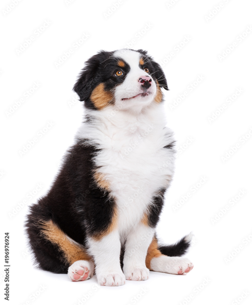 Beautiful happy Australian shepherd puppy dog is sitting frontal and looking upward, isolated on white background Beautiful happy Australian shepherd puppy dog is sitting frontal and looking upward, isolated on white background
