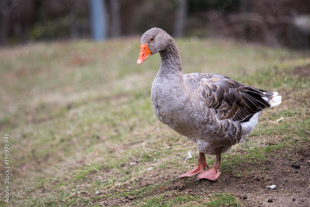 Oie jars grise anser anatidés animal dans le champ de la ferme au printemps en ardèche Oie jars grise anser anatidés animal dans le champ de la ferme au printemps en ardèche