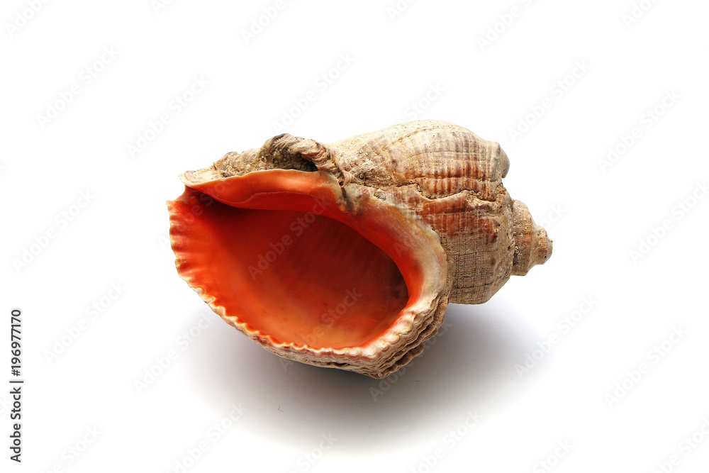 Seashell on a white background