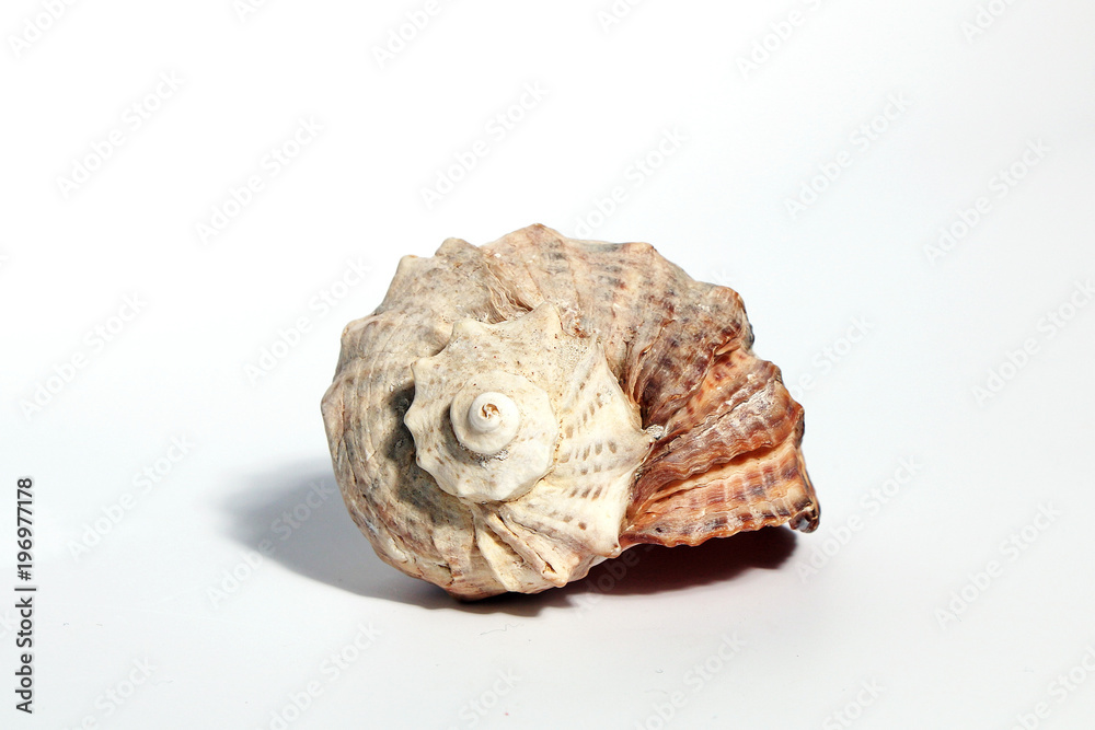 Seashell on a white background Seashell on a white background