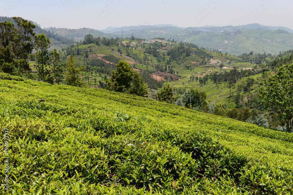 A tea garden or plantation on the hillside in south India