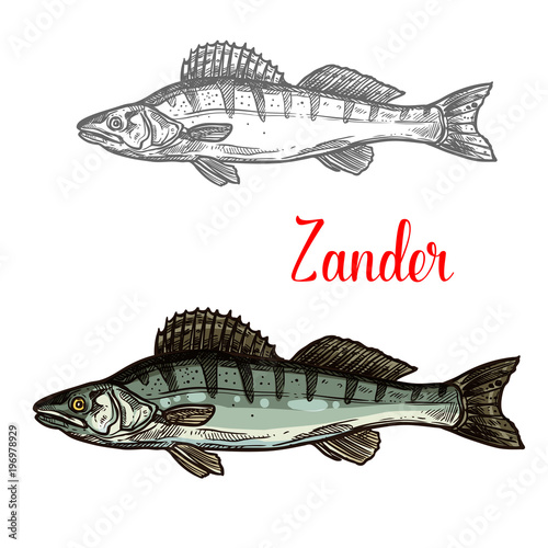 Zander fish vector fishing icon