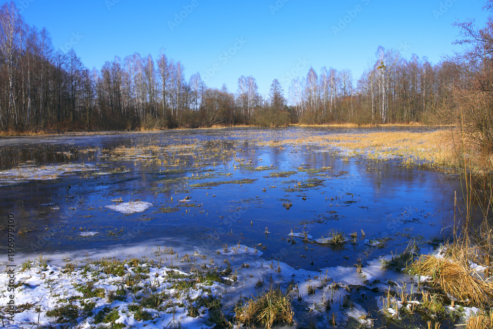Panoramic view of flooded and frozen grassy forest meadows in early spring season in central Poland mazovian plateaus near Warsaw