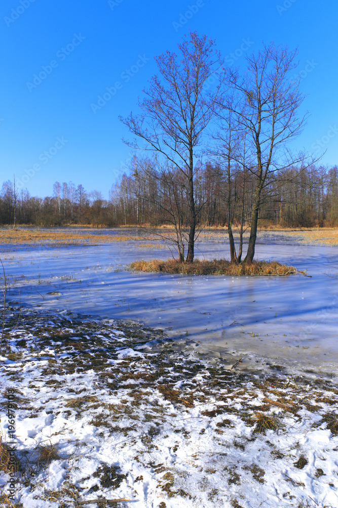 Panoramic view of flooded and frozen grassy forest meadows in early spring season in central Poland mazovian plateaus near Warsaw Panoramic view of flooded and frozen grassy forest meadows in early spring season in central Poland mazovian plateaus near Warsaw