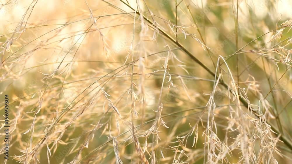Leaves of grass with sunlight Leaves of grass with sunlight