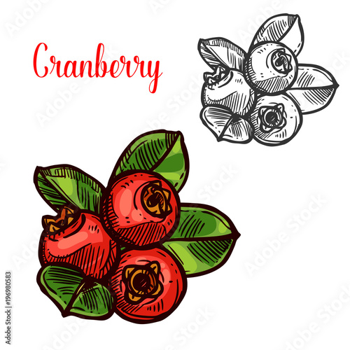 Cranberry vector sketch fruit berry icon