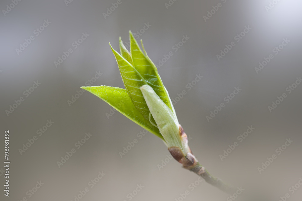 a l small delicate first spring bud on a tree branch a l small delicate first spring bud on a tree branch