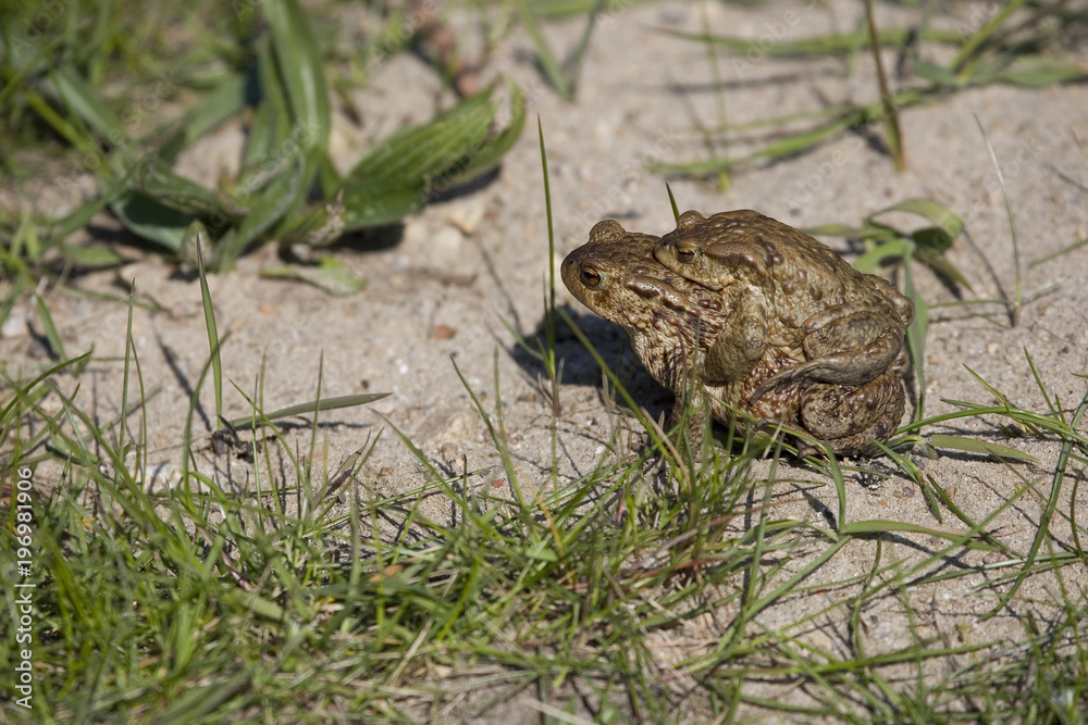 two frogs during the spring festivities among the green grass two frogs during the spring festivities among the green grass