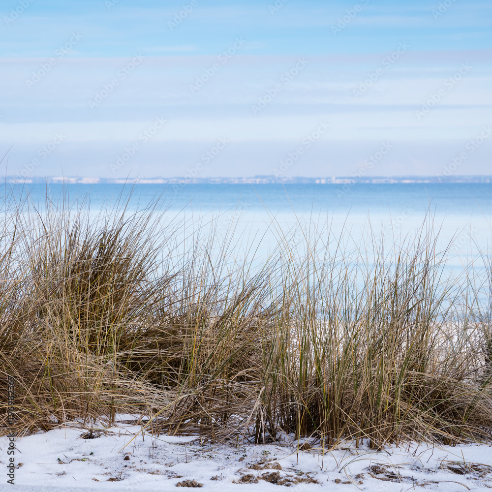 Strandgras an der Osrtseeküste, Niendorf/Ostsee, Timmendorfer Strand, Lübecker Bucht, Schleswig-Holstein, Deutschland, Europa Strandgras an der Osrtseeküste, Niendorf/Ostsee, Timmendorfer Strand, Lübecker Bucht, Schleswig-Holstein, Deutschland, Europa