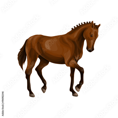 A horse stands  fawn  vector illustration