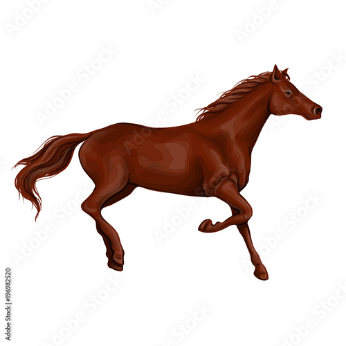 A horse stands  fawn  vector illustration