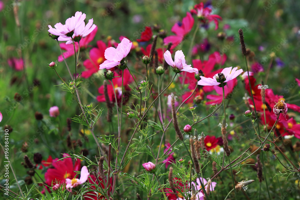 Cosmea of Cosmos pink flowers sown as a nectar for insects Cosmea of Cosmos pink flowers sown as a nectar for insects