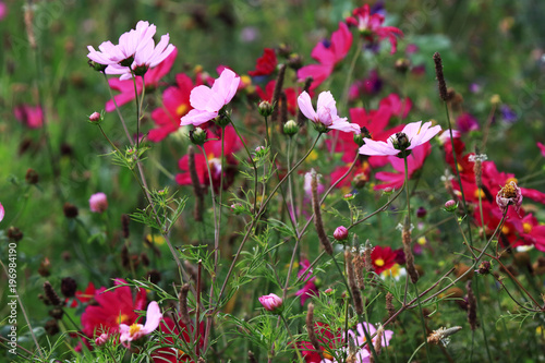 Fototapeta Naklejka Na Ścianę i Meble -  Cosmea of Cosmos pink flowers sown as a nectar for insects
