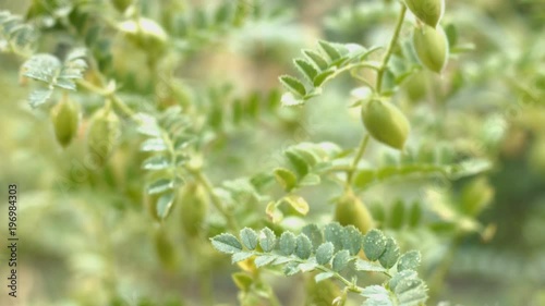 Growing green chickpeas in the husks.
Close-up. Focus in. A growing chickpea is swaying in the wind.