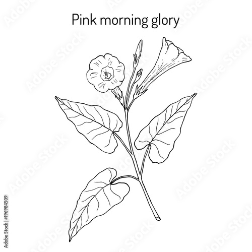 Pink morning glory Ipomoea carnea , medicinal plant