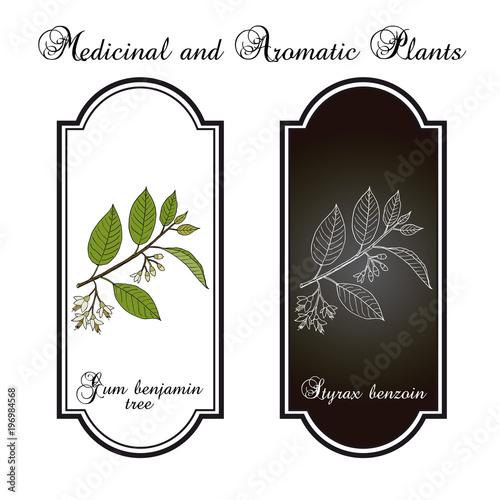 Gum benjamin tree Styrax benzoin , medicinal plant